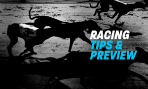 greyhound racing tips